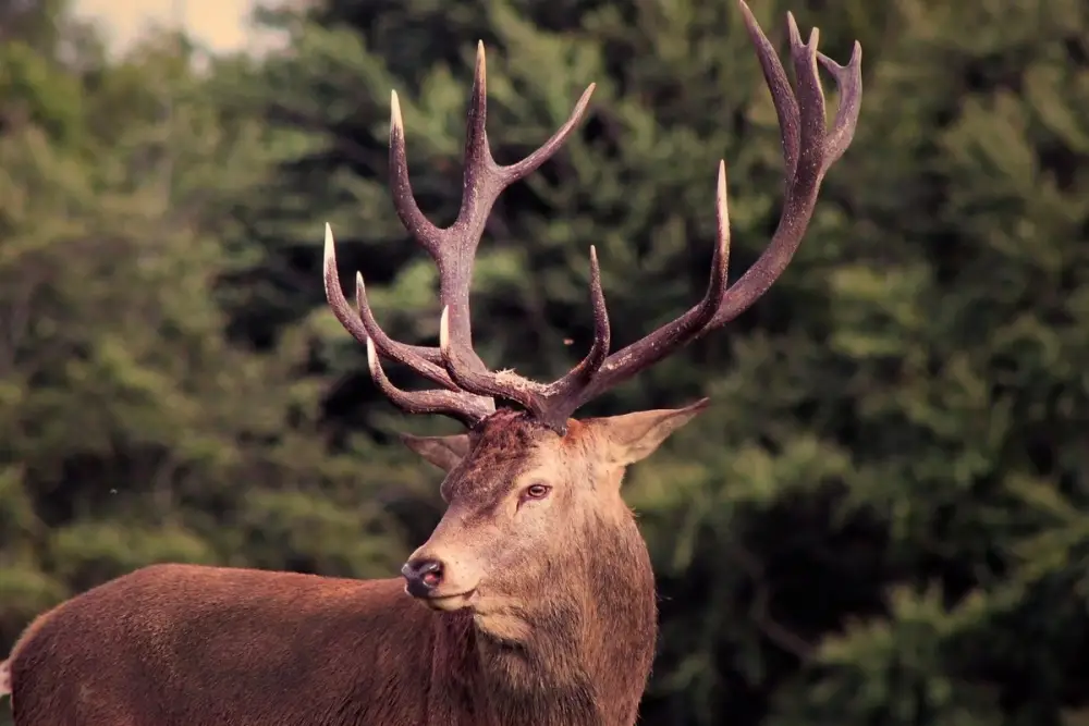 Rusiyadan Bakıya maral buynuzu gətirmək istəyən şəxs ələ keçdi