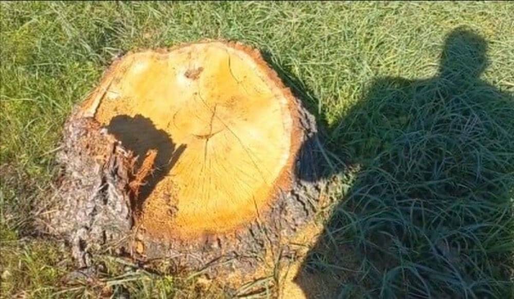 Xaçmazda ağackəsilmə faktı ilə bağlı araşdırma aparılır