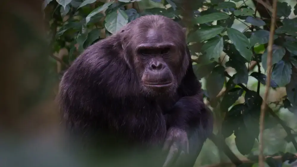 ​Bu heyvanları havanın necə olacağını əvvəlcədən bilirlər 