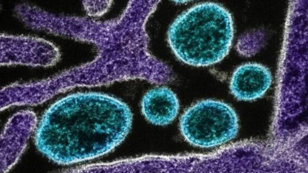 Çində yeni virus xəbərdarlığı: Ağcaqanadlar vasitəsilə yayılan epidemiya artır