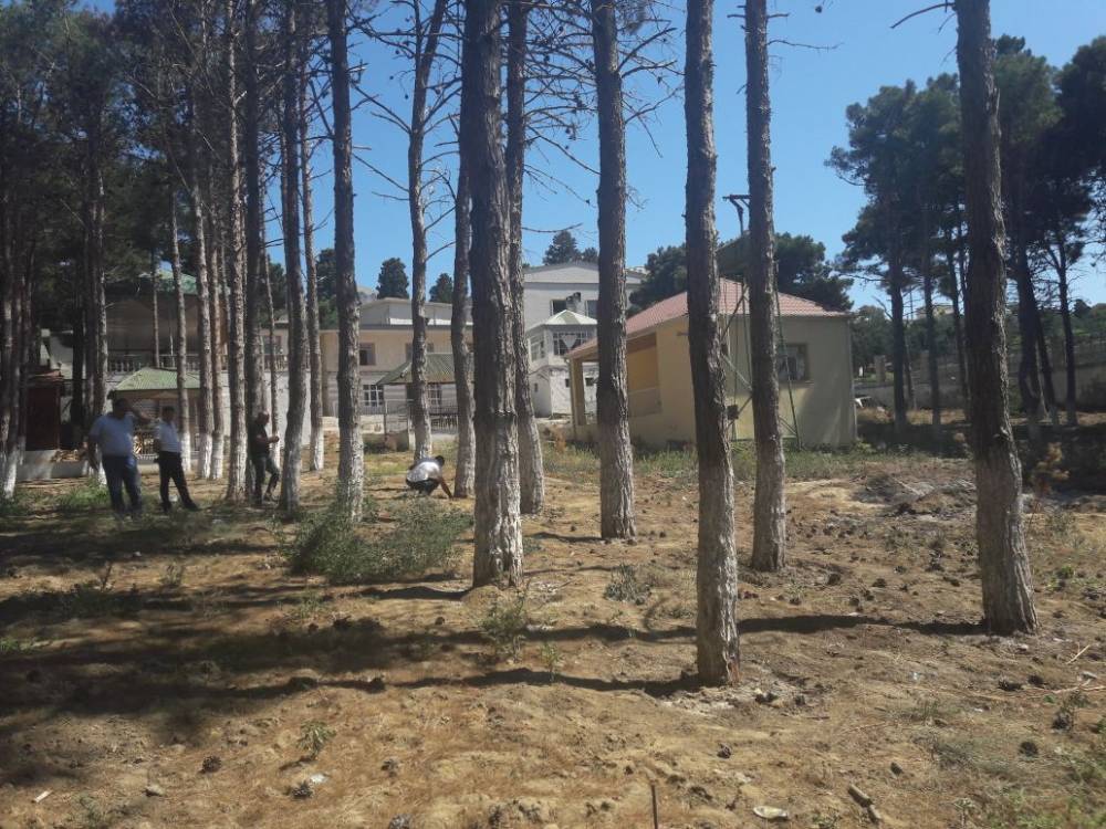 Dörd rayonda yaşıllıqlar kəsildi: 300 min ziyan dəydi