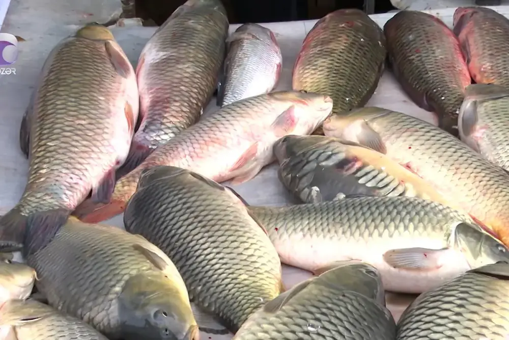 Azərbaycanda forelin qiyməti bahalaşdı - Video