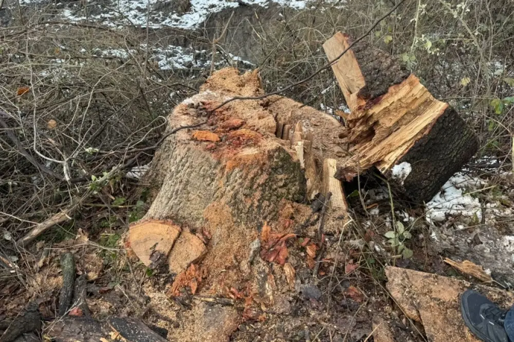 Oğuzda ağacları kəsməkdə şübhəli bilinən şəxs saxlanılıb