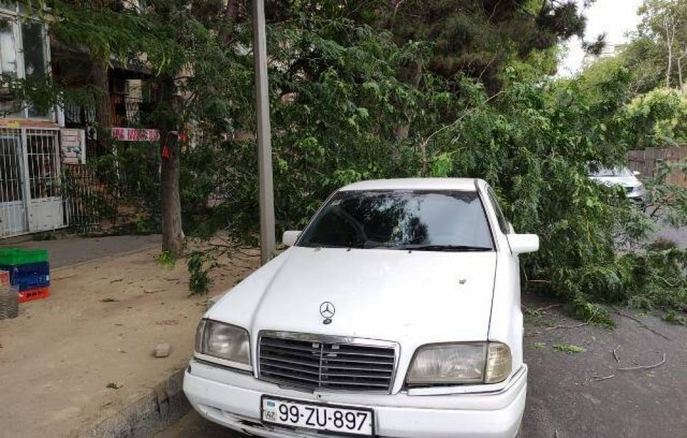 Bakıda güclü külək: 7 ağac sındı