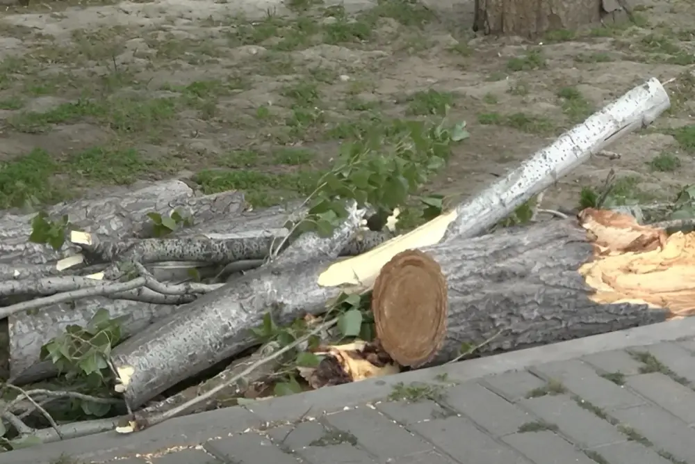 Qaraçuxurda ağac yola aşdı: Hərəkət məhdudlaşdı