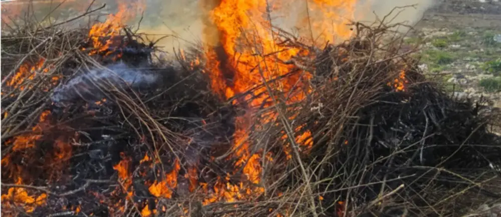 Azərbaycana gətirilən tinglərdə virus aşkarlanıb