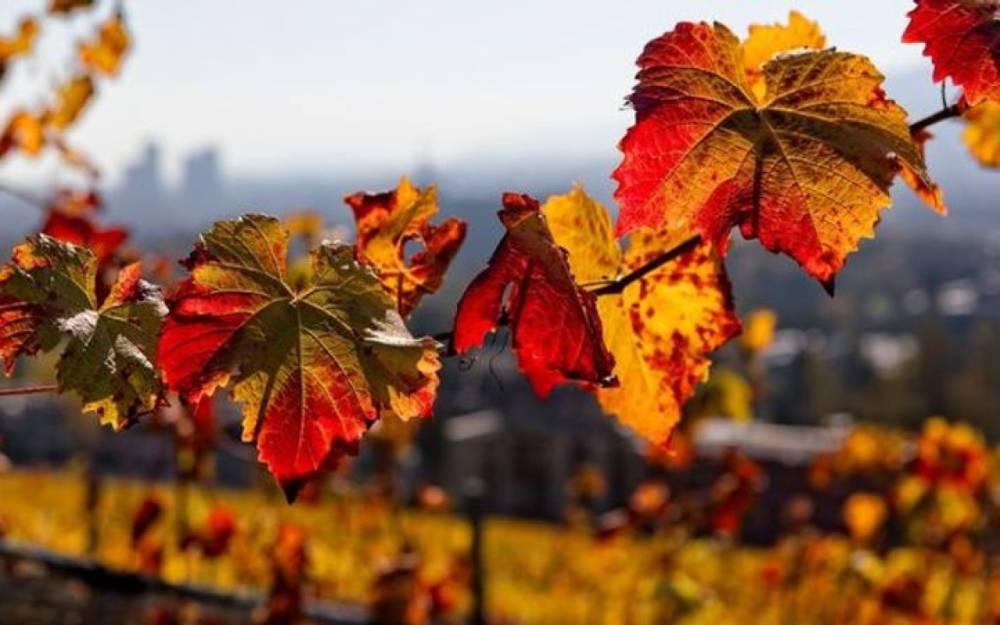 Noyabrın ilk günü hava necə olacaq?