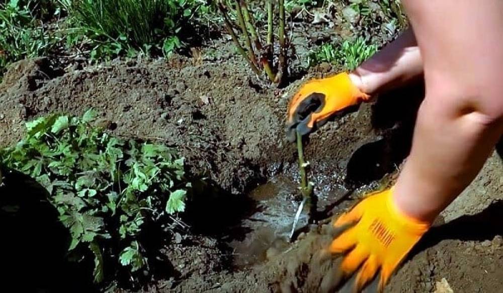 Öldürüb həyətdə basdırdığı ərinin kreditini ödəyirmiş...